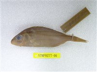 藏品(條紋鯻)的圖片